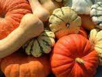 pumpkins and squash