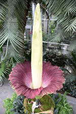 Titan Arum Titan Arum