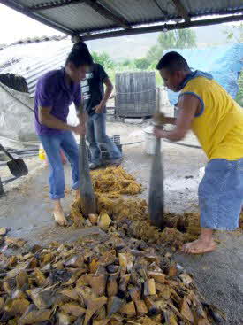 Mezcal Production