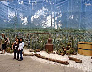 Illusion of Agave Under Cultivation