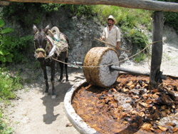 Mezcal process