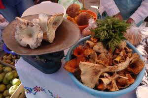 Mushrooms in Oaxaca