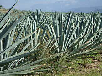 ProMexico Mezcal