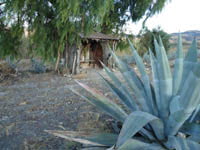 Agave 1